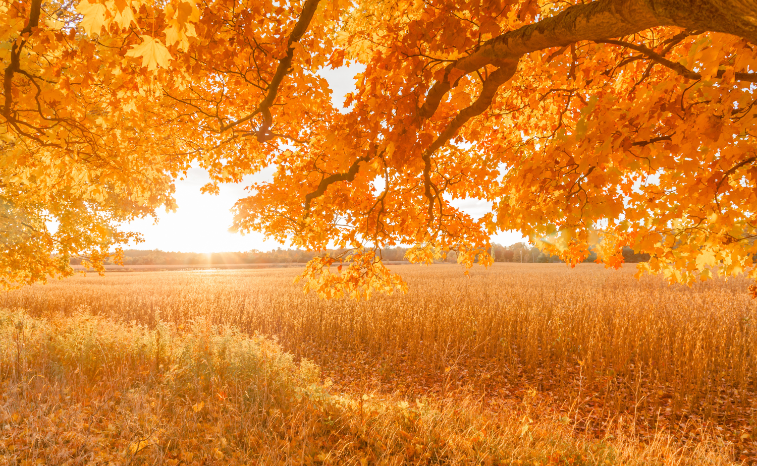 Herbstliche Felder nach der Ernte – Symbol für Fülle und Dankbarkeit