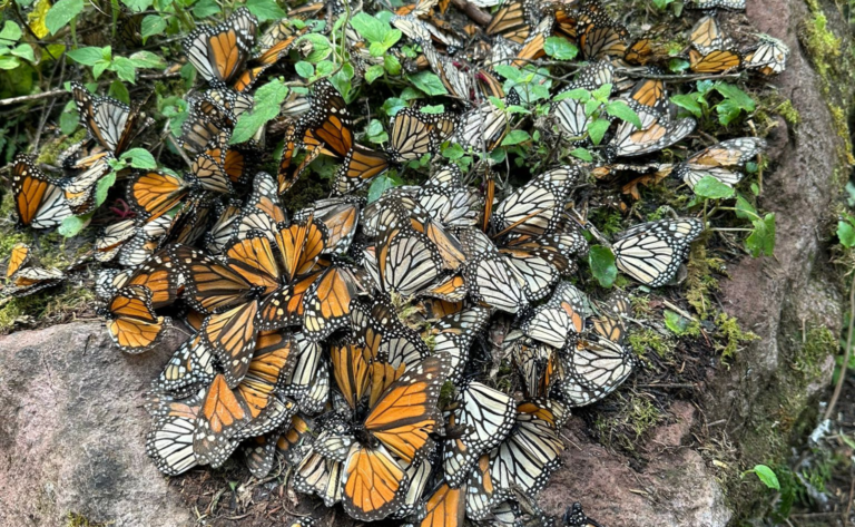 monarchenfalter_mexiko_anita spandl