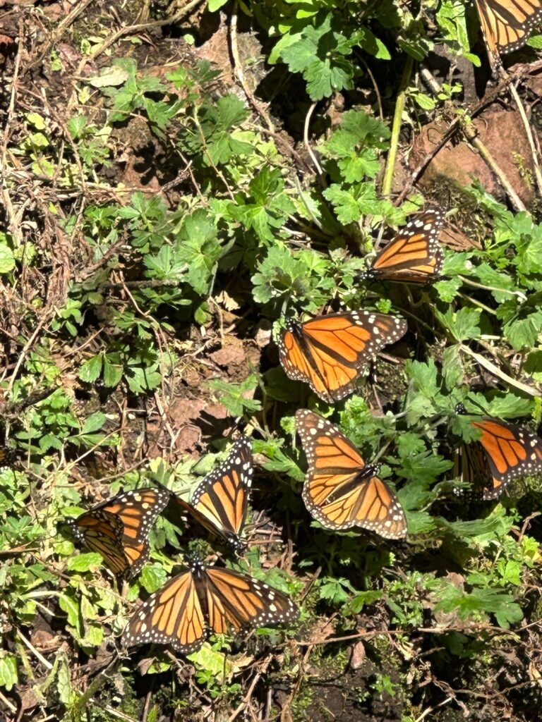 monarchenfalter in mexiko