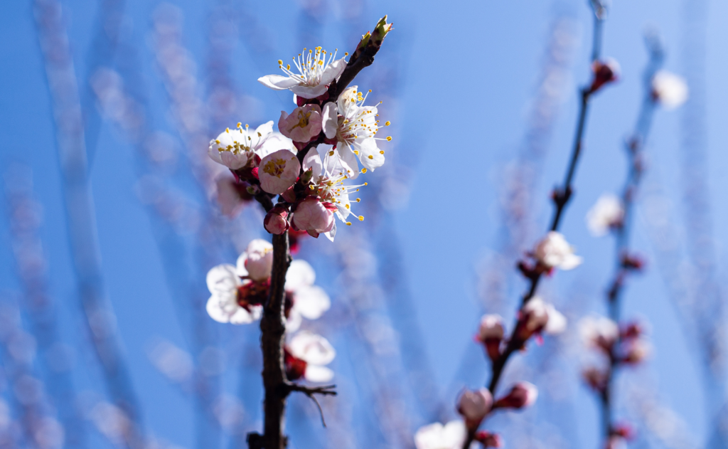 persönliche Entwicklung; neubeginn, knospen, kirschblüte