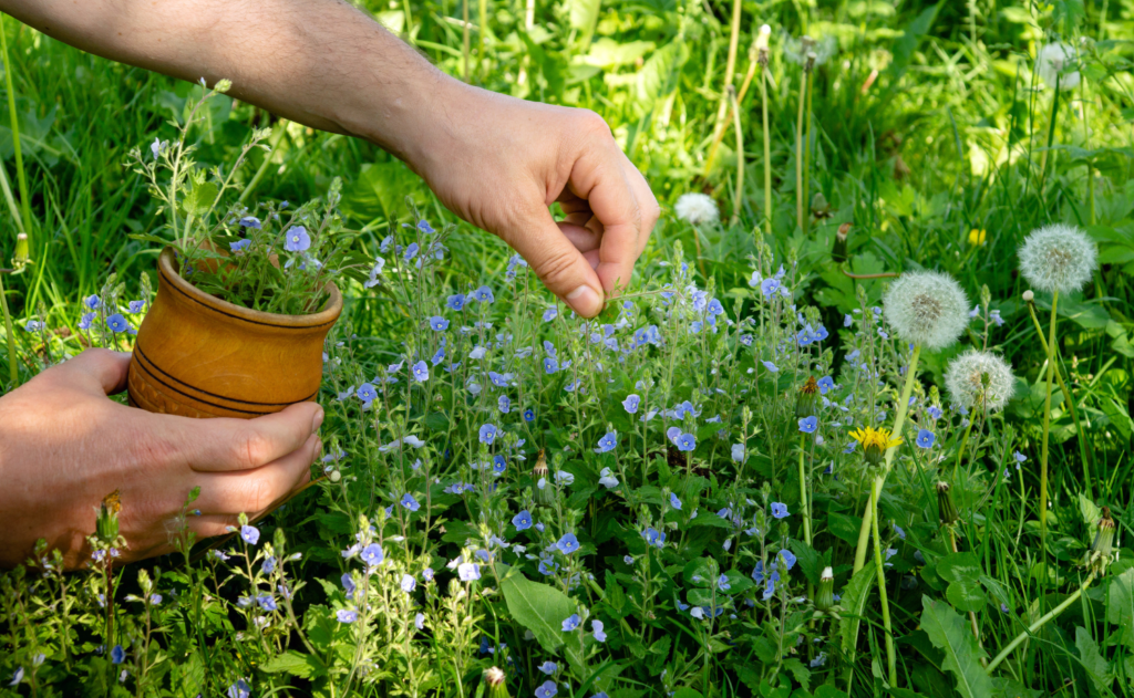 Hände halten Wildblumen und Kräuter in der Natur – Jahreskreisfeste und Litha Sommersonnenwende feiern